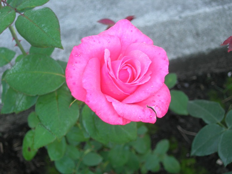Роза.JPG